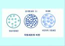 체조성(Body composition) 13페이지