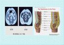 체조성(Body composition) 38페이지