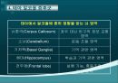 활성산소 (reactive oxygen species, ROS) 11페이지