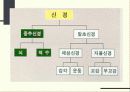 신경계 (nervous system nerve, 神經系)  3페이지