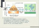 신경계 (nervous system nerve, 神經系)  7페이지