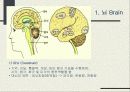 신경계 (nervous system nerve, 神經系)  9페이지