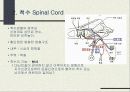 신경계 (nervous system nerve, 神經系)  11페이지