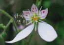 한국의식물 발표자료 1페이지