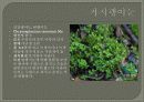 한국의식물 발표자료 11페이지