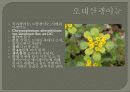 한국의식물 발표자료 17페이지