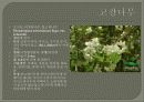 한국의식물 발표자료 40페이지
