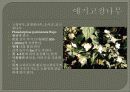 한국의식물 발표자료 41페이지