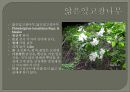 한국의식물 발표자료 42페이지