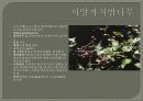 한국의식물 발표자료 44페이지