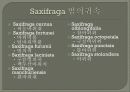 한국의식물 발표자료 53페이지