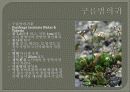 한국의식물 발표자료 54페이지