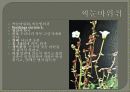 한국의식물 발표자료 59페이지