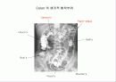 투시조영 리피트 (촬영) 22페이지