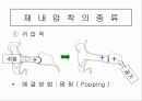 스쿠버다이빙과 압력과의 관계 10페이지