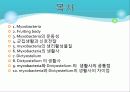 Myxobacteria와 Dictyostelium 2페이지