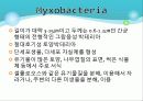 Myxobacteria와 Dictyostelium 3페이지