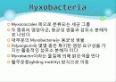 Myxobacteria와 Dictyostelium 4페이지