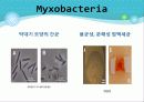 Myxobacteria와 Dictyostelium 5페이지