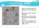 Myxobacteria와 Dictyostelium 7페이지