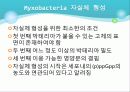 Myxobacteria와 Dictyostelium 9페이지