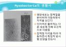 Myxobacteria와 Dictyostelium 16페이지