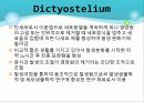 Myxobacteria와 Dictyostelium 18페이지