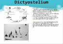 Myxobacteria와 Dictyostelium 19페이지