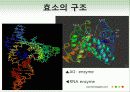 효소와 효소의 활용 7페이지