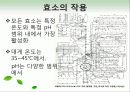 효소와 효소의 활용 10페이지
