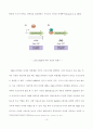 [졸업논문] 헬리코박터 균의 위장내 서식과 우레아제 활성 (The inhibitation of Helicobacter pylori on gastric cell and urease activation) 14페이지