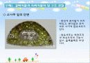 생물학실험(잎의 단면과 배의 석세포 관찰) 6페이지