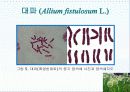 다양한 작물의 염색체 관찰 및 지도 제작 12페이지