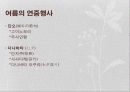 [일본문화] 계절로 살펴본 일본의 1년 연중행사 분석 [2012년 평가우수자료] 9페이지