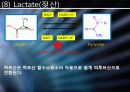 Glucose 이외의 영양분들의 대사경로 진입에 관하여 17페이지