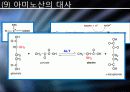 Glucose 이외의 영양분들의 대사경로 진입에 관하여 18페이지
