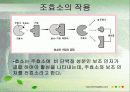효소는 어떻게 구성되어 있을까? 5페이지