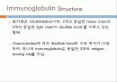 Immunoglobulin의 구조, 유전자, 기능에 관한 모든것! 특A급 자료(그림 다수) 파워포인트(PPT) 3페이지