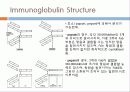 Immunoglobulin의 구조, 유전자, 기능에 관한 모든것! 특A급 자료(그림 다수) 파워포인트(PPT) 4페이지