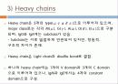 Immunoglobulin의 구조, 유전자, 기능에 관한 모든것! 특A급 자료(그림 다수) 파워포인트(PPT) 8페이지