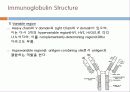 Immunoglobulin의 구조, 유전자, 기능에 관한 모든것! 특A급 자료(그림 다수) 파워포인트(PPT) 11페이지