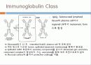 Immunoglobulin의 구조, 유전자, 기능에 관한 모든것! 특A급 자료(그림 다수) 파워포인트(PPT) 16페이지