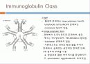 Immunoglobulin의 구조, 유전자, 기능에 관한 모든것! 특A급 자료(그림 다수) 파워포인트(PPT) 18페이지