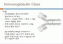 Immunoglobulin의 구조, 유전자, 기능에 관한 모든것! 특A급 자료(그림 다수) 파워포인트(PPT) 22페이지
