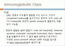 Immunoglobulin의 구조, 유전자, 기능에 관한 모든것! 특A급 자료(그림 다수) 파워포인트(PPT) 23페이지