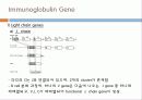Immunoglobulin의 구조, 유전자, 기능에 관한 모든것! 특A급 자료(그림 다수) 파워포인트(PPT) 25페이지