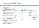 Immunoglobulin의 구조, 유전자, 기능에 관한 모든것! 특A급 자료(그림 다수) 파워포인트(PPT) 26페이지