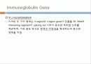 Immunoglobulin의 구조, 유전자, 기능에 관한 모든것! 특A급 자료(그림 다수) 파워포인트(PPT) 28페이지