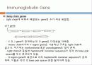 Immunoglobulin의 구조, 유전자, 기능에 관한 모든것! 특A급 자료(그림 다수) 파워포인트(PPT) 29페이지