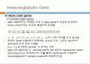 Immunoglobulin의 구조, 유전자, 기능에 관한 모든것! 특A급 자료(그림 다수) 파워포인트(PPT) 31페이지